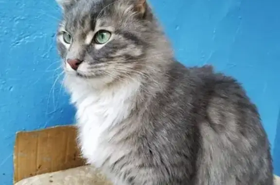 Найден Сибирский кот на Днепропетровской 27