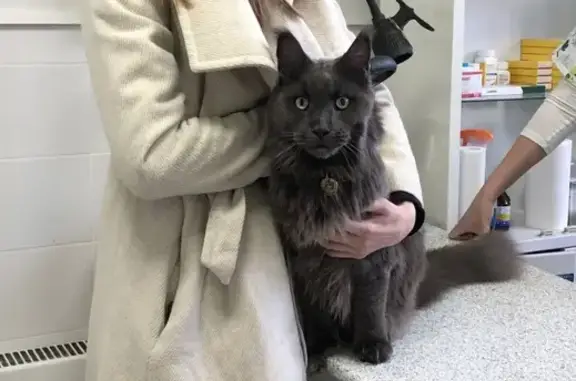 Кошки потеряшки, Маурино, фото: Потеряшка кошка в посёлке 