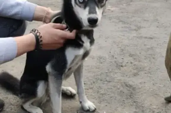 Найдена собака на улице Танкистов, контакты хозяев: 89525087937
