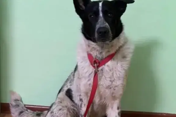 Найден ручной пес в поселке Абабурово