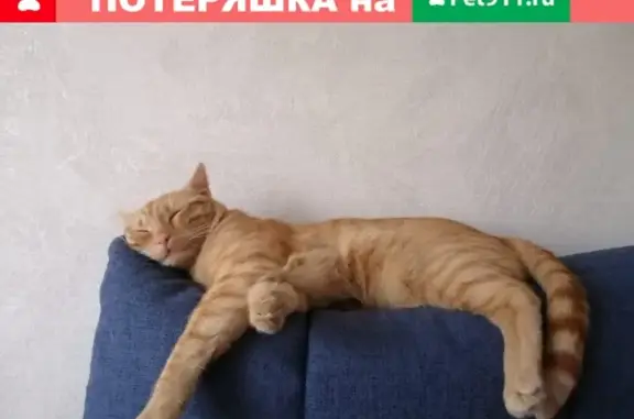 Пропала кошка с балкона, вознаграждение Москва.