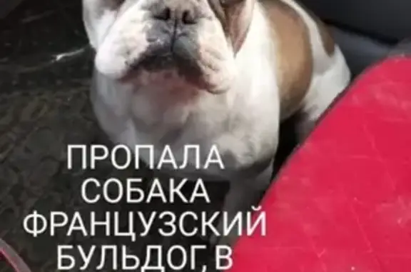 Пропала собака Мальчик французский бульдог в Цибанобалке