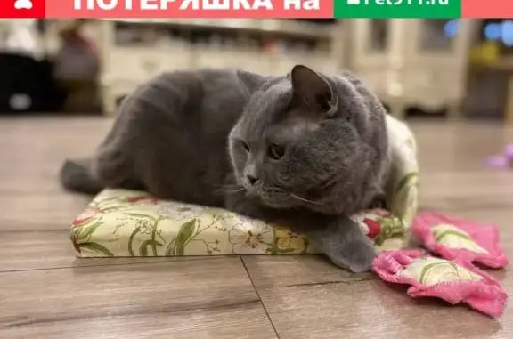 Пропала кошка в Кувшиново, Тверская обл.