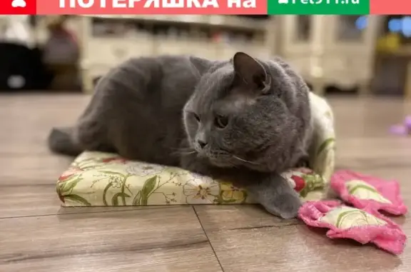 Кошки потеряшки, Кувшиново, фото: Потеряшка кошка в Кувшиново, Тверская обл.