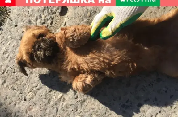 Найдена рыжая пекинес-подобная собака на Октябрьской