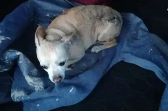 Собака Чихуахуа найдена в Булатниково, Московская область