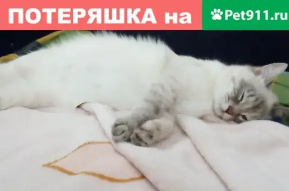 Пропала кошка на улице Благовещенская