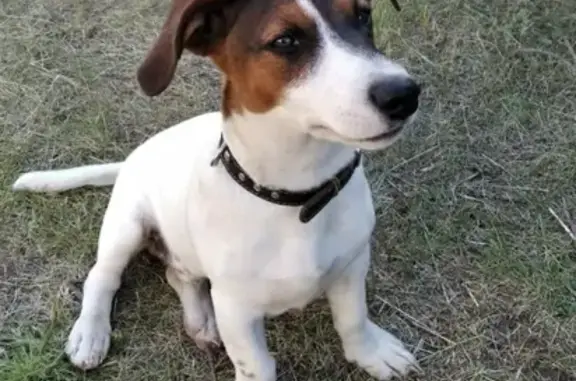 Пропала собака в Дмитровском р-не, село Якоть