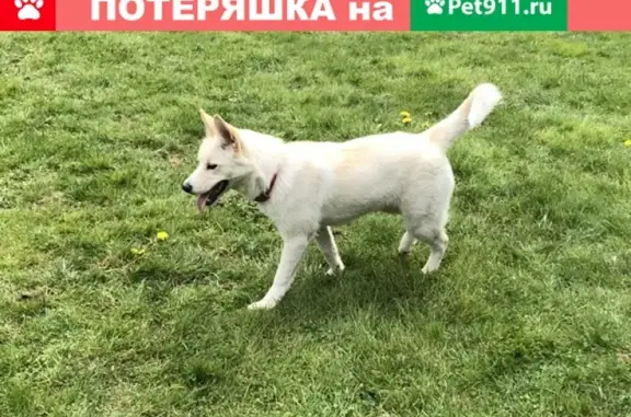 Собака найдена в Московской области в садоводческом товариществе