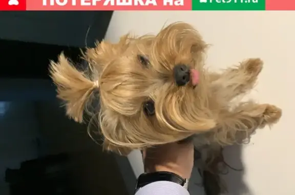 Пропала собака в Новосибирске: церковь, короткая стрижка, 6 лет