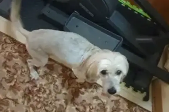 Пропала собака Гарик в Ипатово