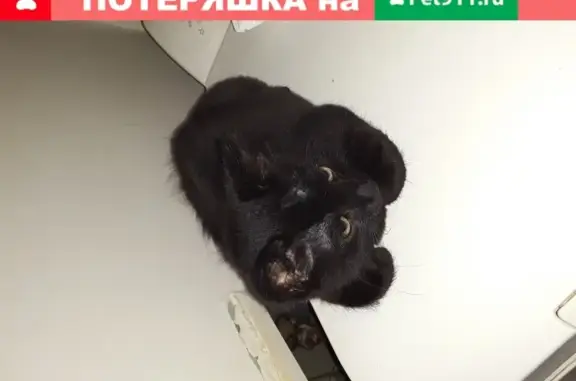 Пропал котенок в Финском микрорайоне, Щёлково