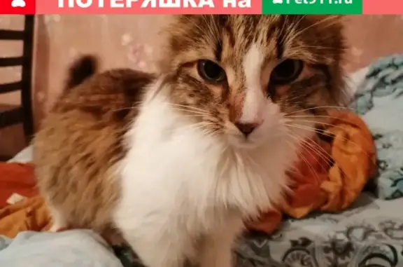Найдена кошка на ул. Сонаркомовской и Мурашкинской в Н. Новгороде