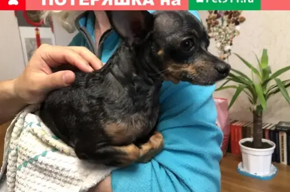 Найдена собака на ул. Владимира Невского 47