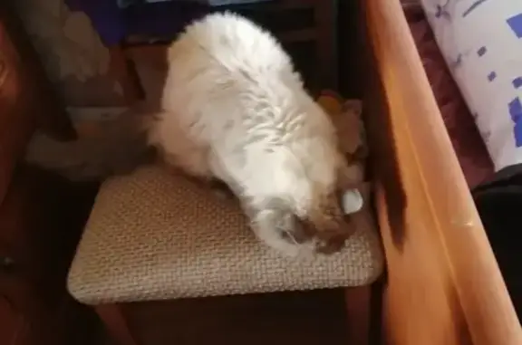 Найден кот в снт Окское, ищем хозяина