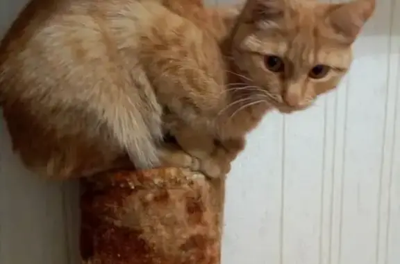 Кошки потеряшки, Екатеринбург, фото: Потеряшка кошка Люся на ул. Советской, 51