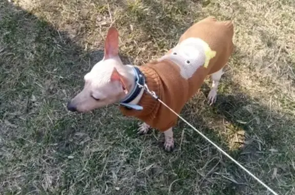 Собаки потеряшки, Москва, фото: Потеряшка собака Элвис в районе Печатники, Москва