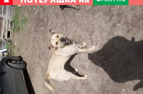 Собака найдена в Верее, Московская обл.