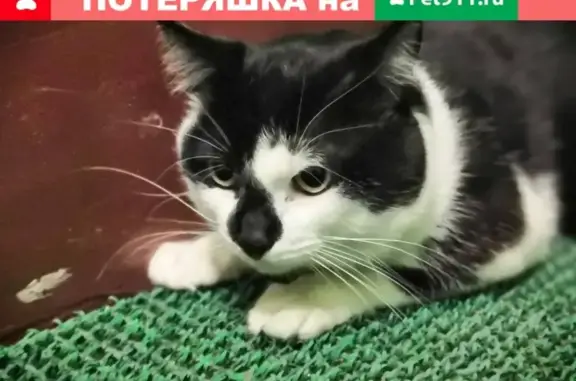 Найдена кошка на ул. Добровольцев, 62