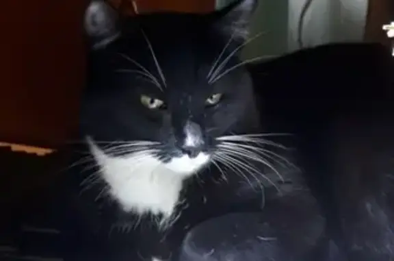 Кошки потеряшки, Санкт-Петербург, фото: Потеряшка кот Тоша на Невском 128