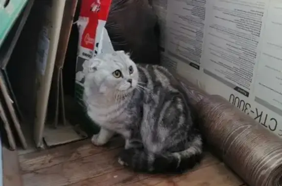Найдена кошка на пр-те Строителей в Иваново