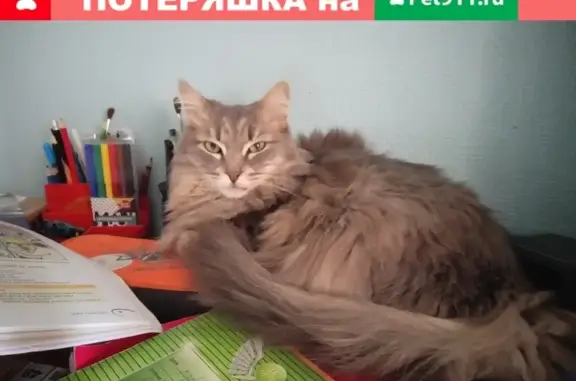 Пропала кошка Маруся на ул. 250-летия Челябинска, 1Б