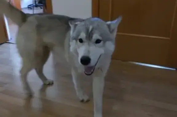 Найдена собака, , фото: Собака найдена на улице Родионова, 128