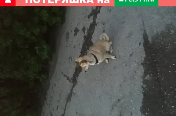 Найдена собака, адрес: м.горького 14/6, Москва.