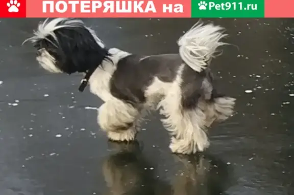 Пропала собака Шицу в деревне Бабеево