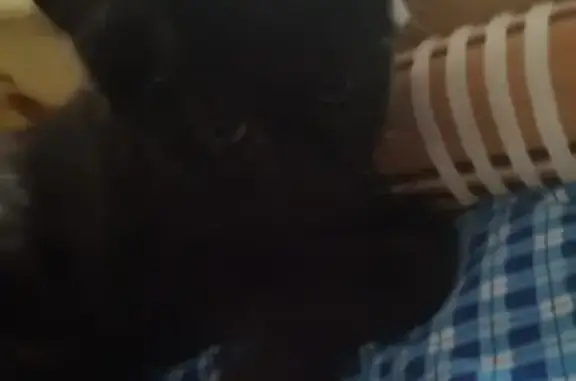 Кошки потеряшки, Новосибирск, фото: Потеряшка пушистая кошка на Планировочной