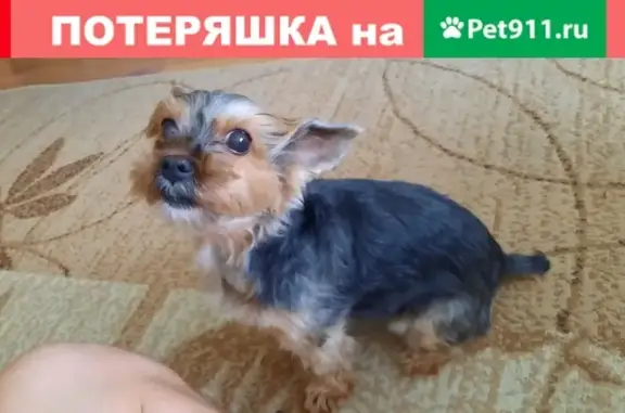 Найдена взрослая собака Ерик: Энергетическая улица, Москва