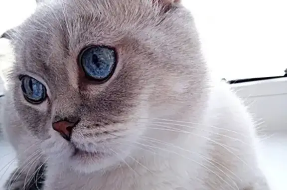 Кошки потеряшки, , фото: Потеряшка кот Зевс в Большой Елховке, Саранск.