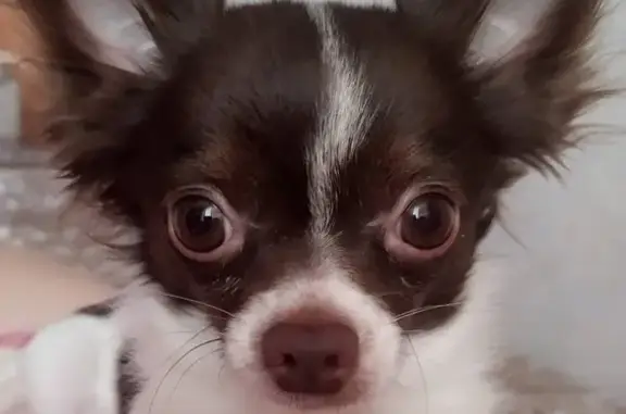 Собаки потеряшки, Красноярск, фото: Потеряшка собака на берегу Енисея (Красноярский край)