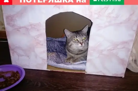 Пропал кот Леха, ул. Попова, 62, Барнаул.