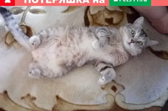 Кошки потеряшки, Челябинск, фото: Потеряшка кошка Кузя, район амз, ул. Заводская, Садовая.