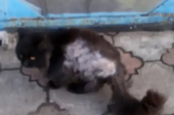 Пропал кот на ул. Токарева, г. Обоянь, 25 дней назад