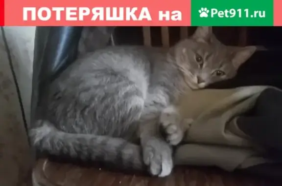 Кошки потеряшки, Ульяновск, фото: Потеряшка серая кошка на пр. Гая, 79