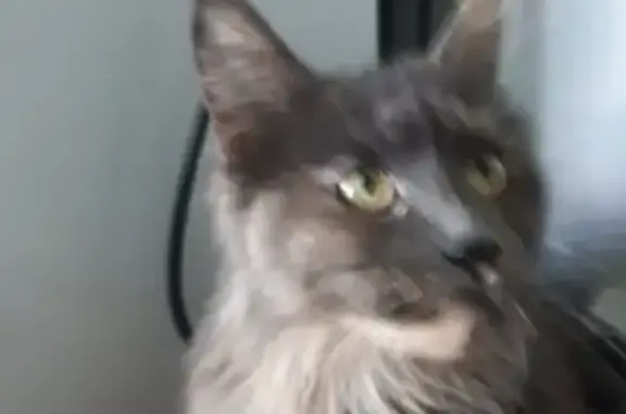 Найдена кошка мейн-кун в Челябинске