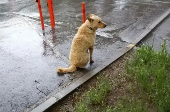 Собака найдена на Мосфильмовской 6 в Москве