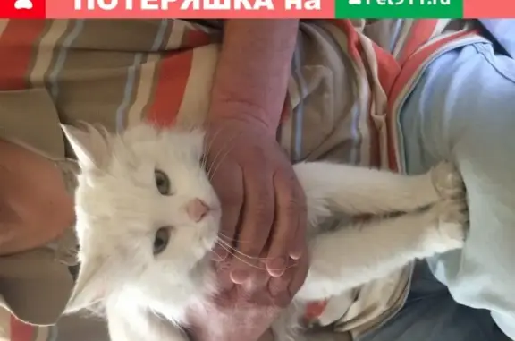 Найдена белая пушистая кошка в Туле