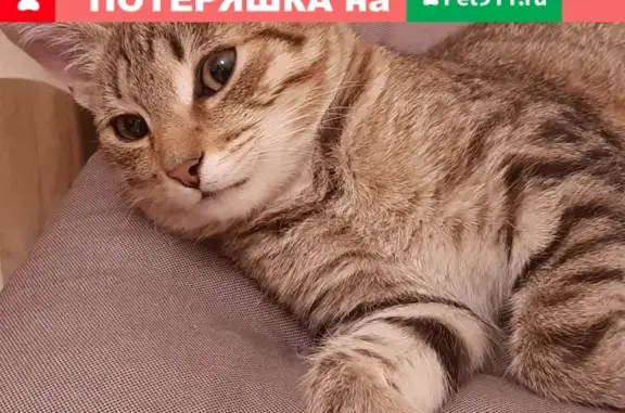 Кошки потеряшки, Екатеринбург, фото: Потеряшка кошка на ул. Папанина 18А, вознаграждение гарантируем.