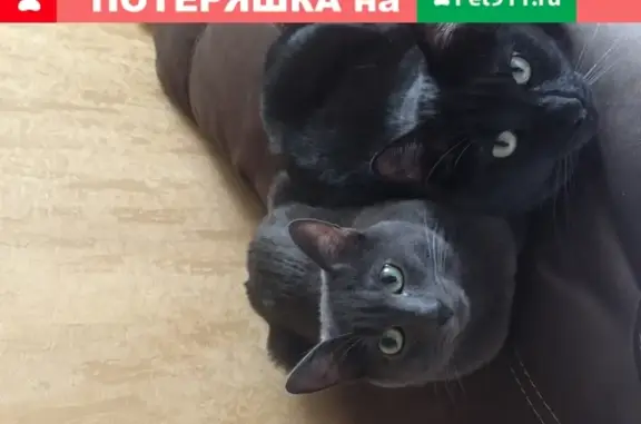 Кошки потеряшки, Москва, фото: Потеряшка черный кот Ричик, Сулоть, Московская область.