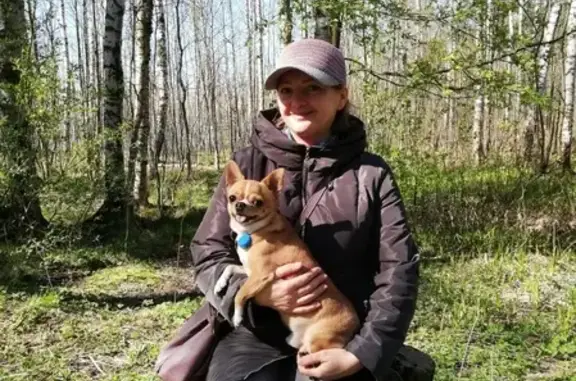 Пропала собака Рыжик на улице Сантьяго-де-Куба, СПб