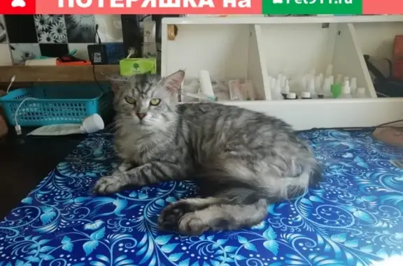 Кошки потеряшки, Подольск, фото: Потеряшка пушистый кот в Снт Берёзка 2, Климовск - вознаграждение 10000 руб.