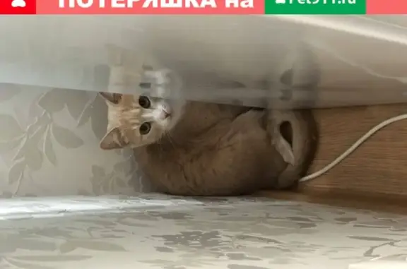 Найден рыжий кот в Московском Городском Парке