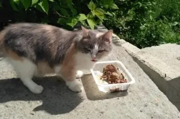 Потеряшка кошка около Кулинара на улице Калинина