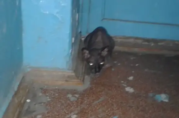 Найдена кошка сфинкс с признаками онкологии в Томске