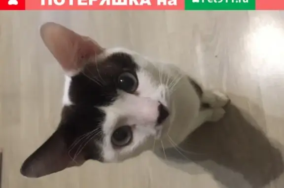 Потерянные животные Саранск, фото: Пропала кошка на ул. Ботевградская в центре Саранска