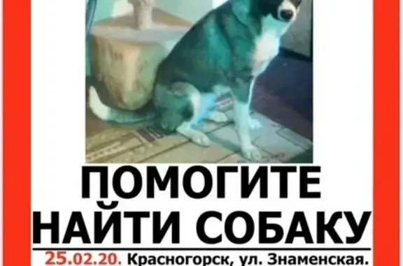 Пропала собака на Знаменской улице, Красногорск.