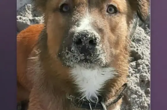 Собаки потеряшки, Калининград, фото: Потеряшка собака Майк на улице Карташева